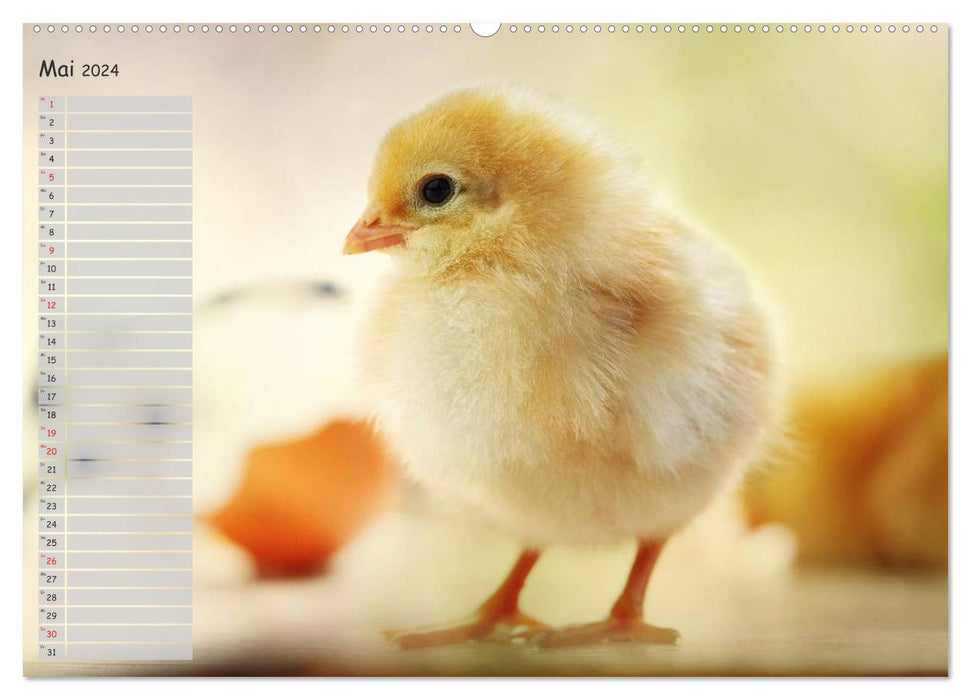 Animals from the chick world (CALVENDO Premium Wall Calendar 2024) 