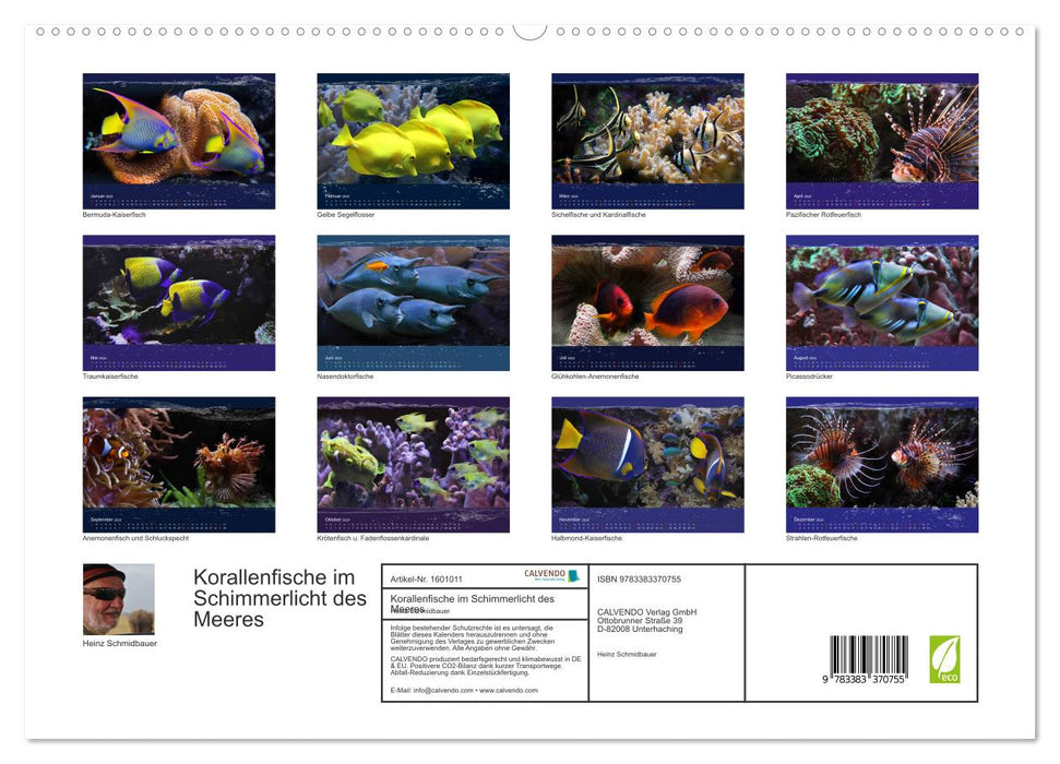 Coral fish in the shimmer of sea light (CALVENDO Premium Wall Calendar 2024) 