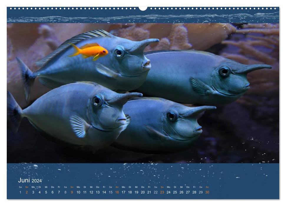 Poisson corail dans le miroitement de la lumière de la mer (Calvendo Premium Wall Calendar 2024) 