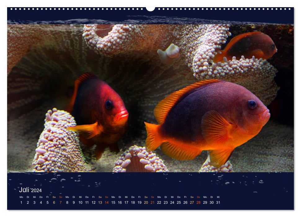 Coral fish in the shimmer of sea light (CALVENDO Premium Wall Calendar 2024) 