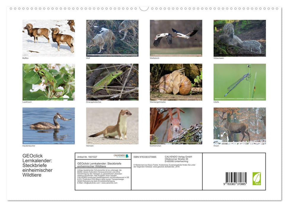 Calendrier d'apprentissage GEOclick : Profils d'animaux sauvages locaux (Calendrier mural CALVENDO Premium 2024) 