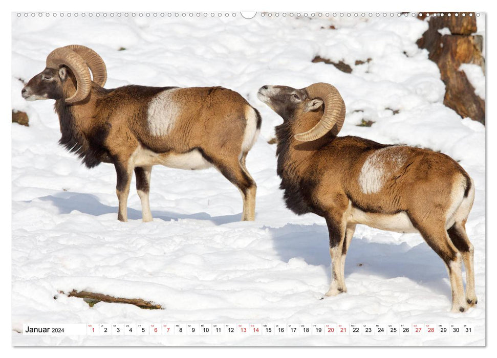 Calendrier d'apprentissage GEOclick : Profils d'animaux sauvages locaux (Calendrier mural CALVENDO Premium 2024) 