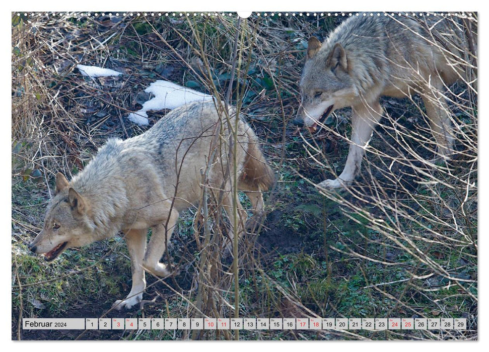 GEOclick Lernkalender: Steckbriefe einheimischer Wildtiere (CALVENDO Premium Wandkalender 2024)