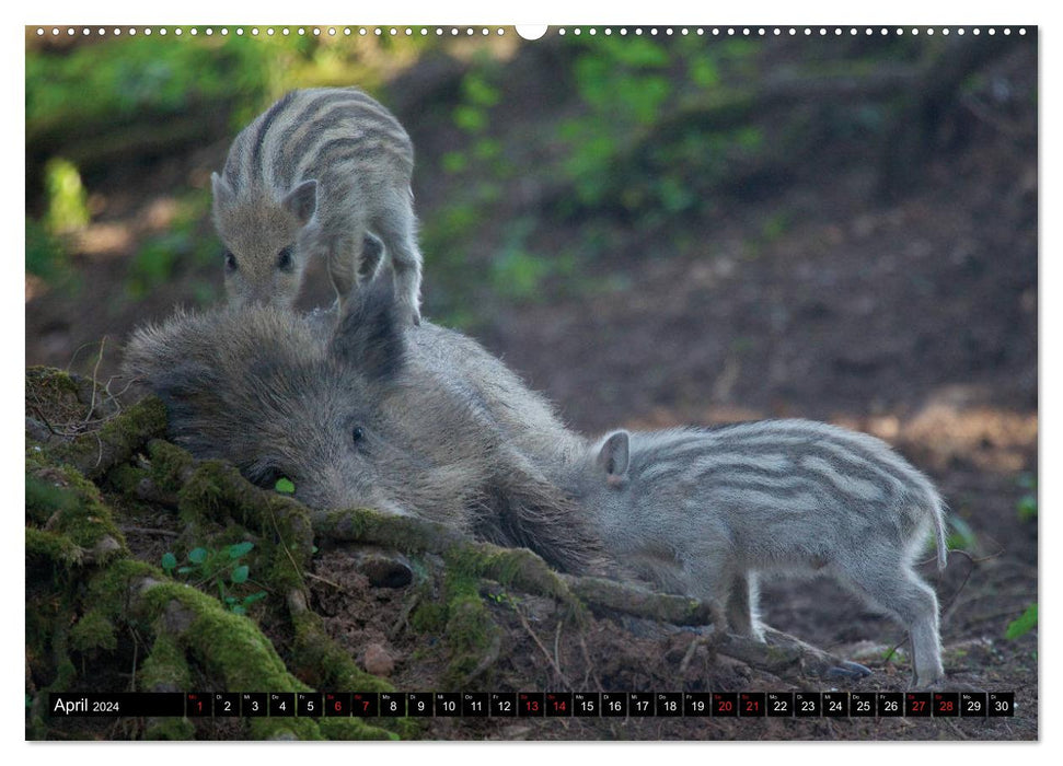 GEOclick learning calendar: Profiles of local wild animals (CALVENDO Premium Wall Calendar 2024) 