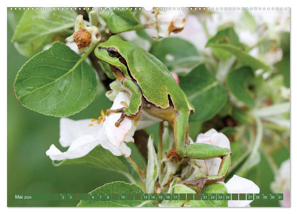 GEOclick Lernkalender: Steckbriefe einheimischer Wildtiere (CALVENDO Premium Wandkalender 2024)