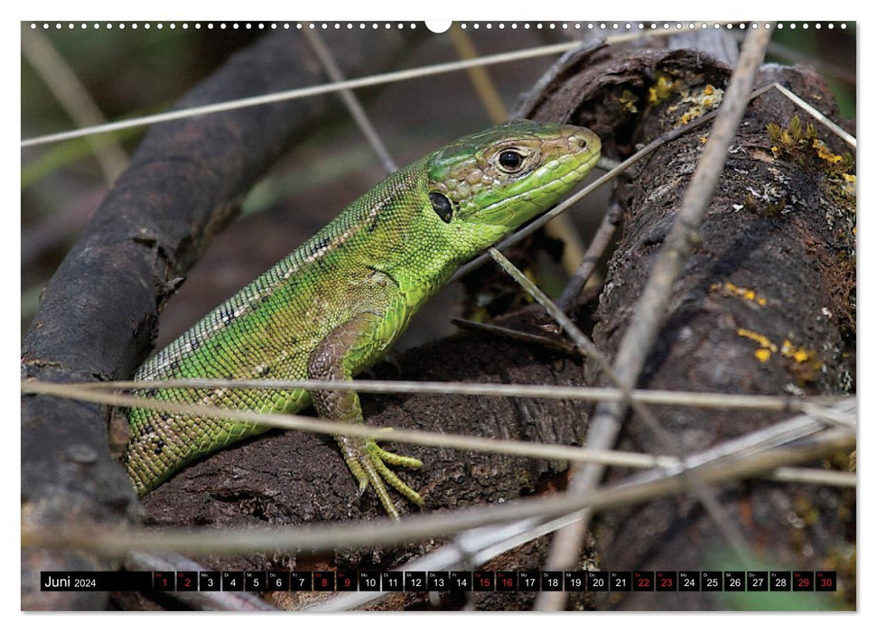 GEOclick learning calendar: Profiles of local wild animals (CALVENDO Premium Wall Calendar 2024) 