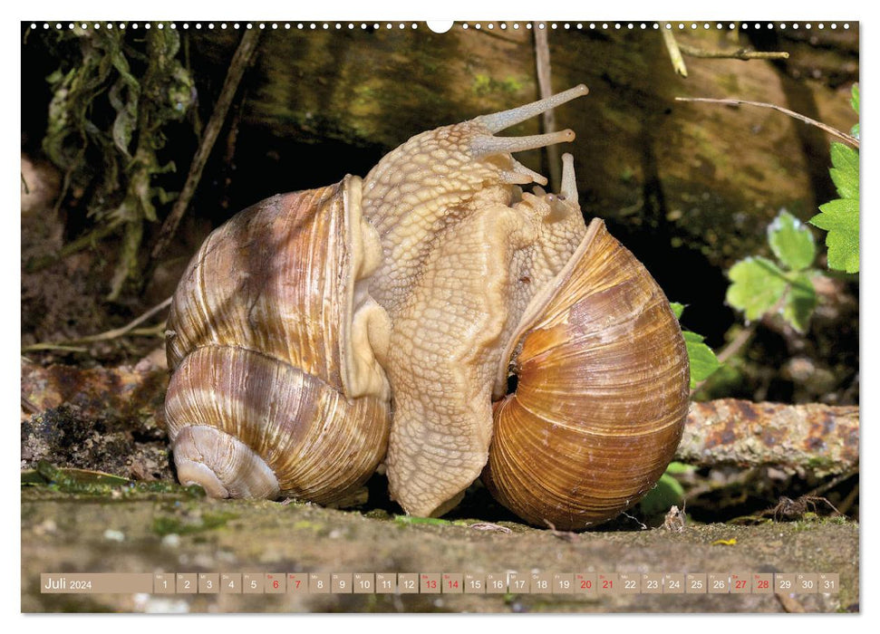 GEOclick learning calendar: Profiles of local wild animals (CALVENDO Premium Wall Calendar 2024) 