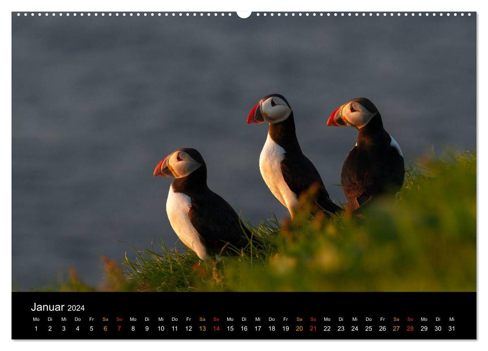 World of Puffins (CALVENDO Wall Calendar 2024) 