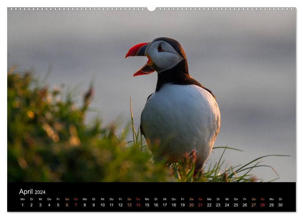 World of Puffins (CALVENDO Wall Calendar 2024) 