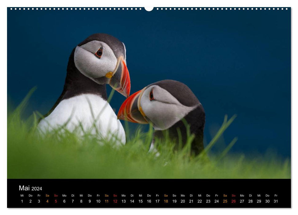 World of Puffins (CALVENDO Wall Calendar 2024) 