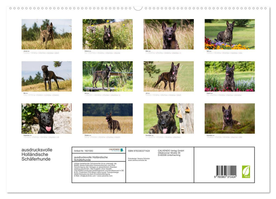 expressive Dutch Shepherd Dogs (CALVENDO Premium Wall Calendar 2024) 