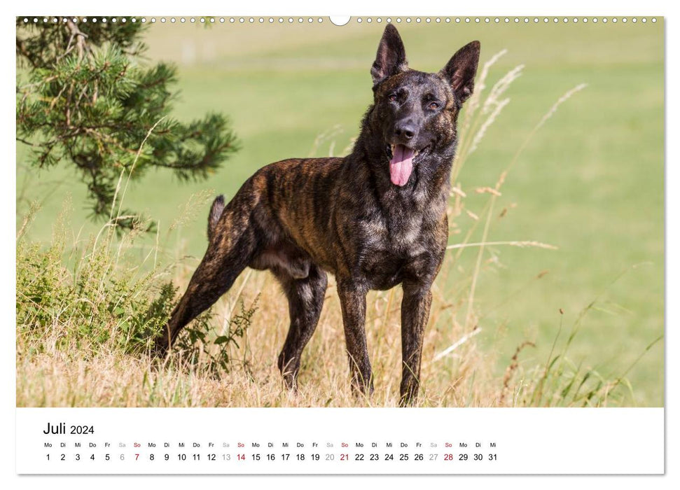 expressive Dutch Shepherd Dogs (CALVENDO Premium Wall Calendar 2024) 