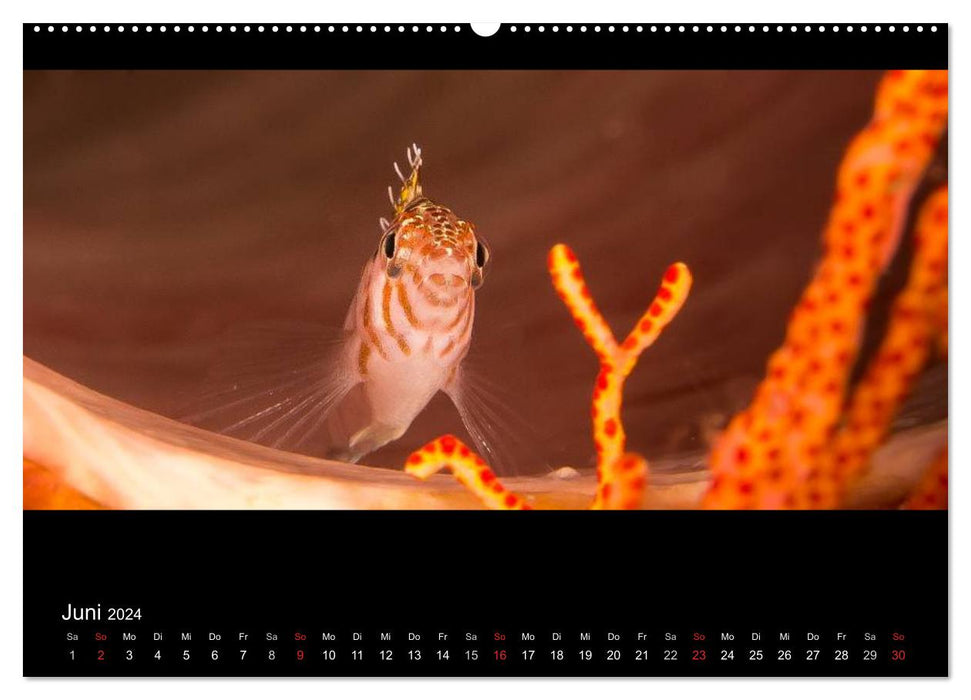 Wonderful Underwater World (CALVENDO Wall Calendar 2024) 