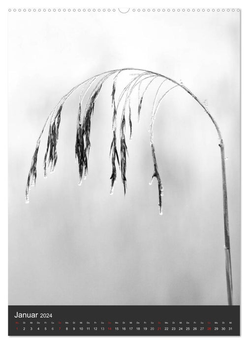 Natur in Schwarz und Weiß (CALVENDO Premium Wandkalender 2024)