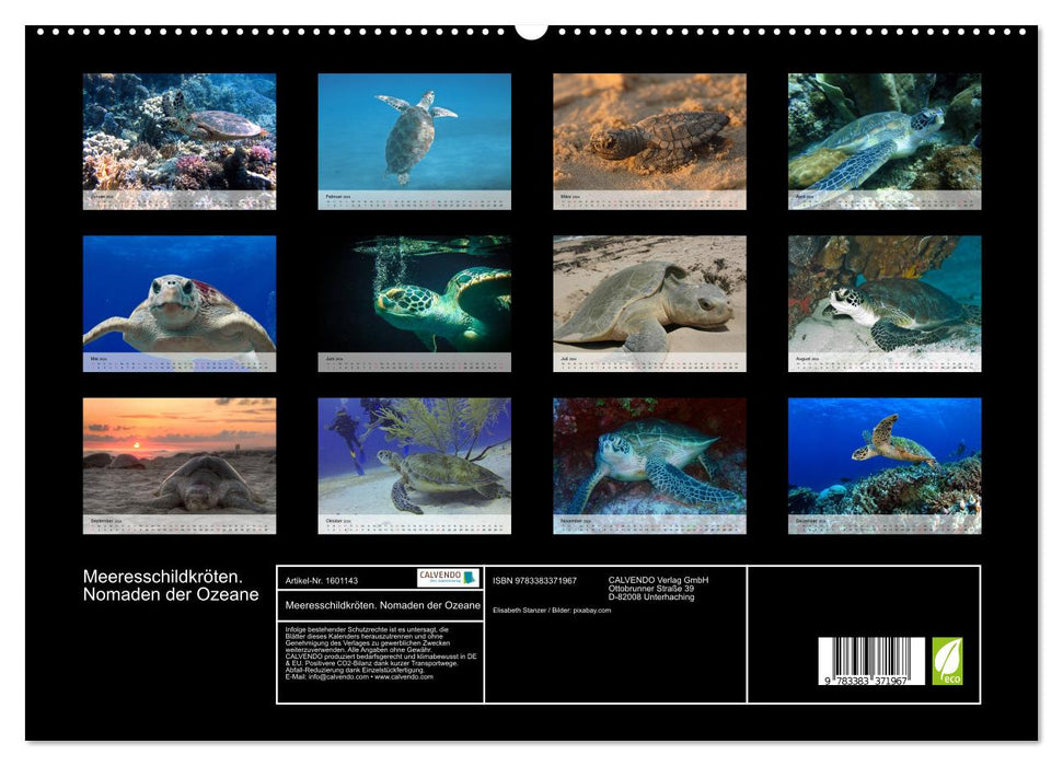 Sea turtles. Nomads of the Oceans (CALVENDO Premium Wall Calendar 2024) 