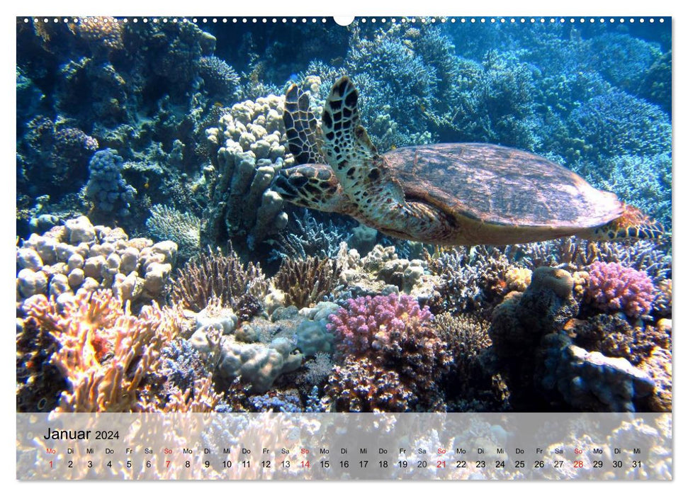 Sea turtles. Nomads of the Oceans (CALVENDO Premium Wall Calendar 2024) 