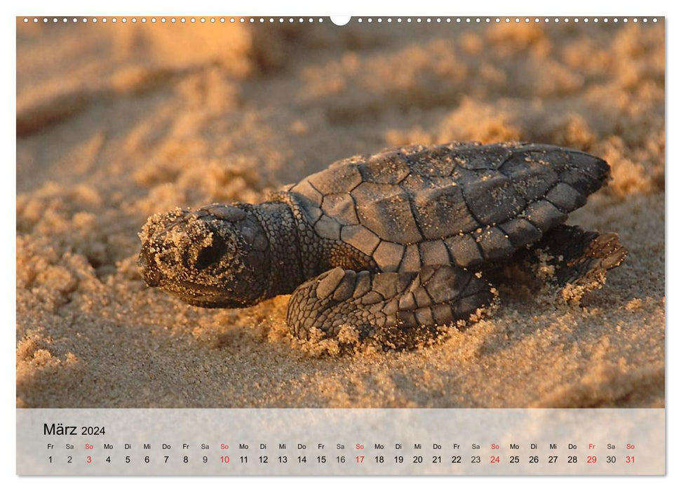 Sea turtles. Nomads of the Oceans (CALVENDO Premium Wall Calendar 2024) 