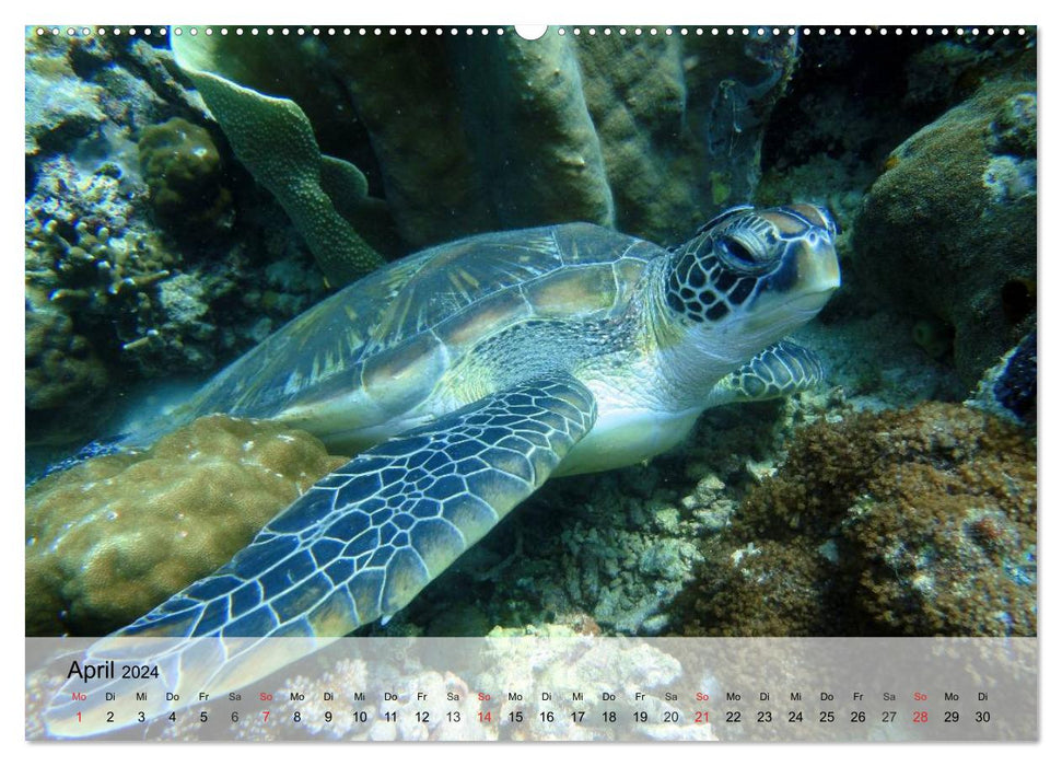 Sea turtles. Nomads of the Oceans (CALVENDO Premium Wall Calendar 2024) 