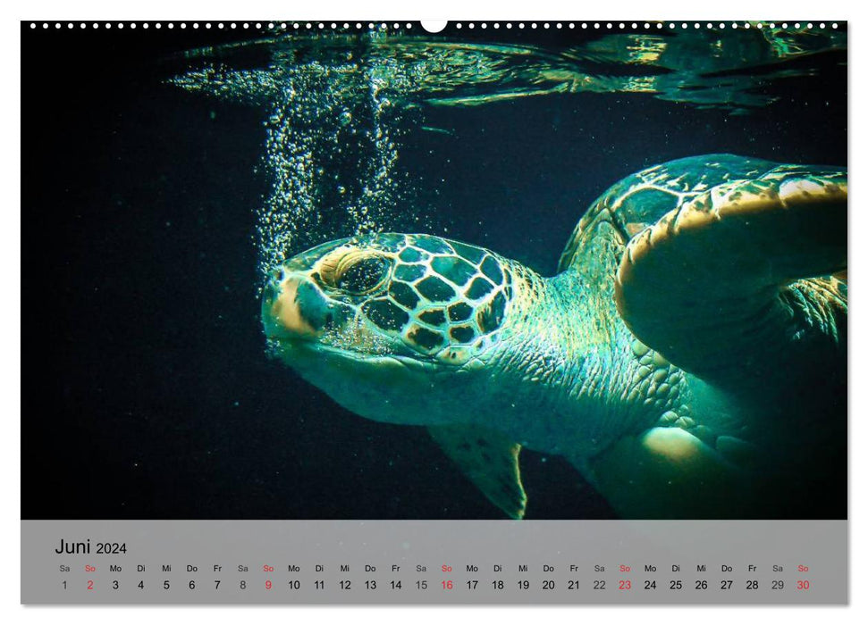 Sea turtles. Nomads of the Oceans (CALVENDO Premium Wall Calendar 2024) 