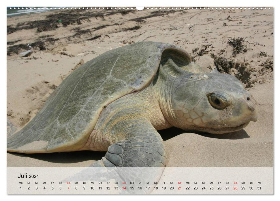 Sea turtles. Nomads of the Oceans (CALVENDO Premium Wall Calendar 2024) 