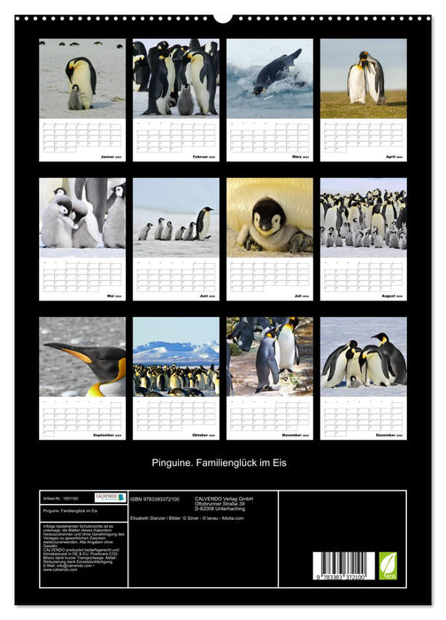 Pinguine. Familienglück im Eis (CALVENDO Premium Wandkalender 2024)