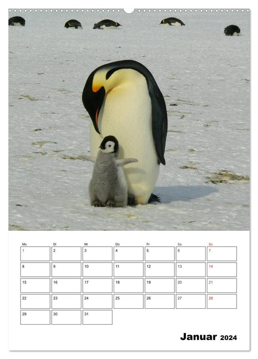 Pinguine. Familienglück im Eis (CALVENDO Premium Wandkalender 2024)