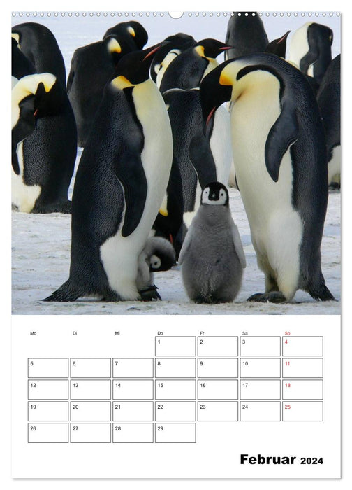 Penguins. Family happiness in ice (CALVENDO Premium Wall Calendar 2024) 