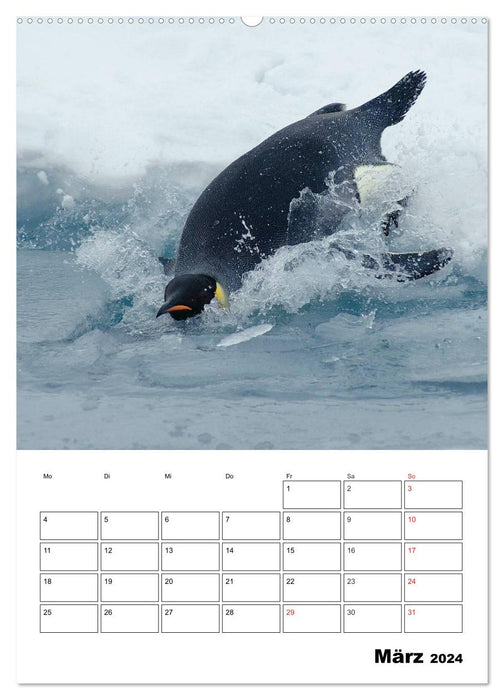 Pinguine. Familienglück im Eis (CALVENDO Premium Wandkalender 2024)