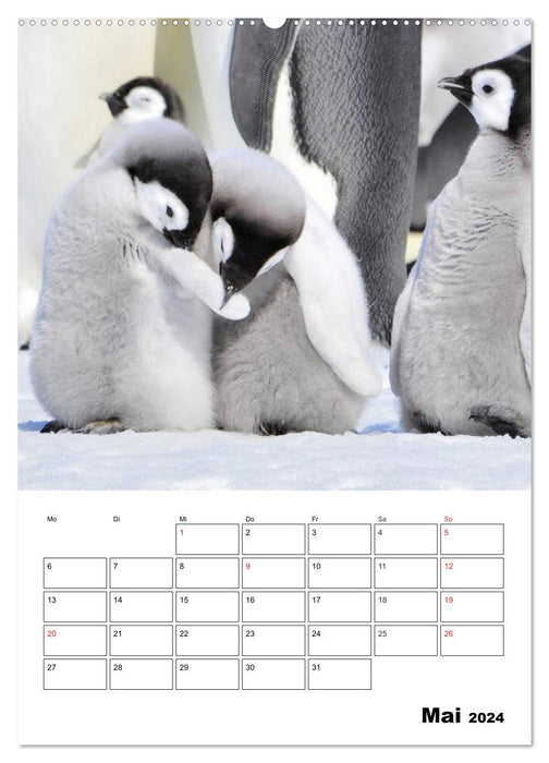 Pinguine. Familienglück im Eis (CALVENDO Premium Wandkalender 2024)