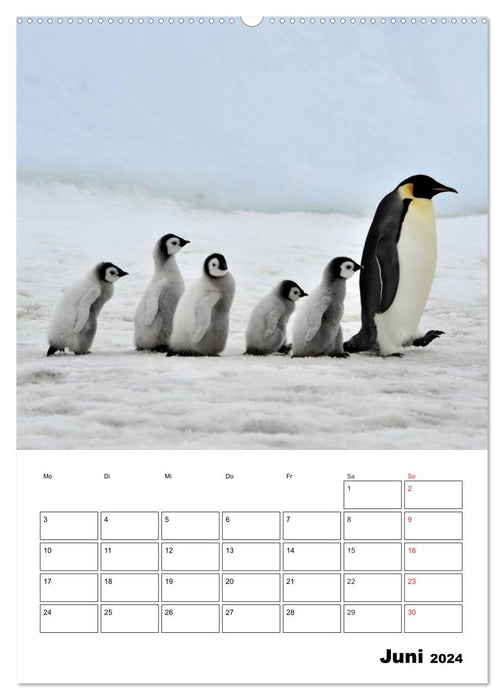Pinguine. Familienglück im Eis (CALVENDO Premium Wandkalender 2024)