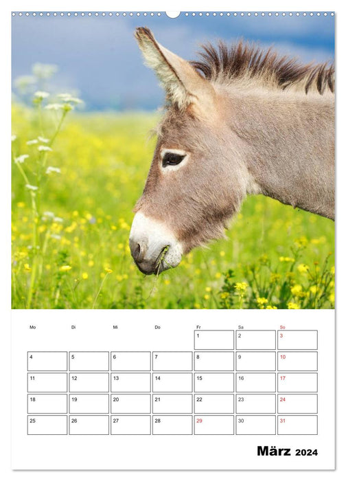 Sweet donkeys. Long ears to fall in love with (CALVENDO Premium Wall Calendar 2024) 