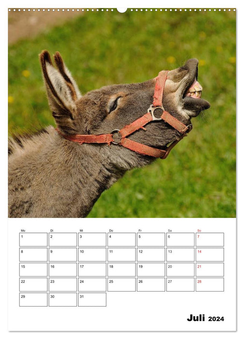 Süße Esel. Langohren zum Verlieben (CALVENDO Premium Wandkalender 2024)