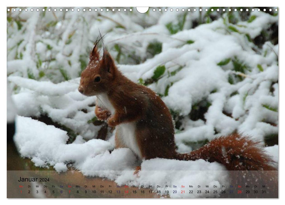 Spaß mit Eichhörnchen! (CALVENDO Wandkalender 2024)
