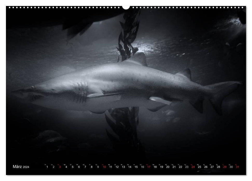 Sea creatures pictures in black and white (CALVENDO wall calendar 2024) 