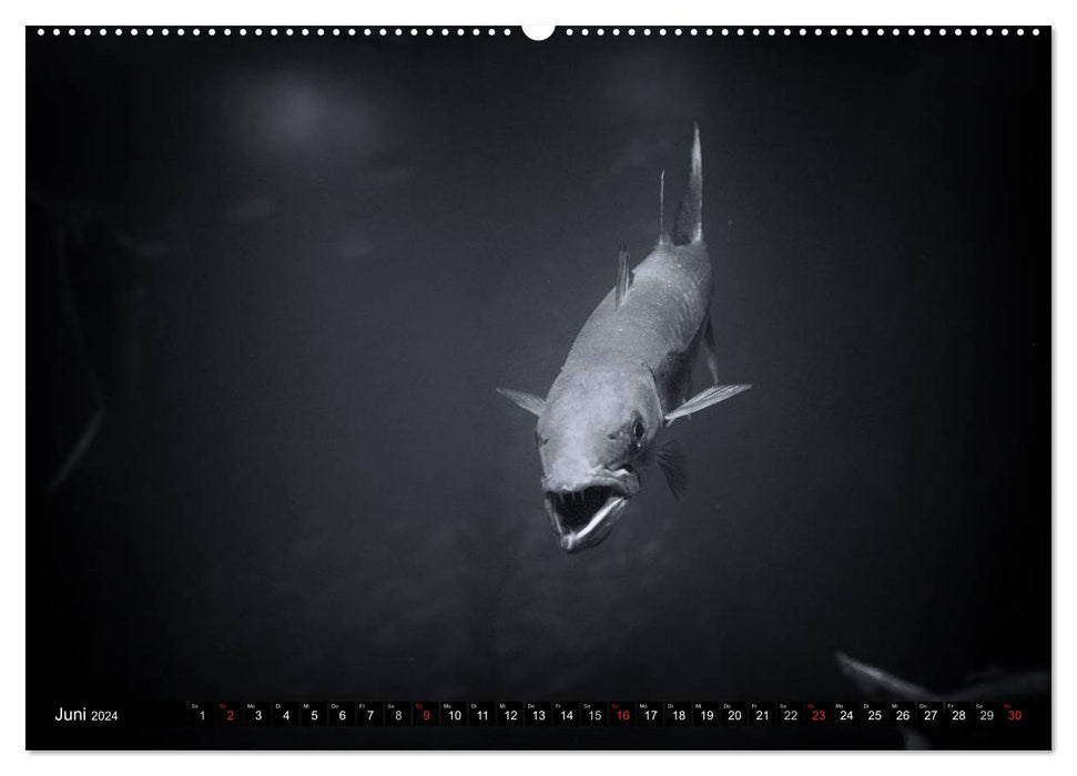 Sea creatures pictures in black and white (CALVENDO wall calendar 2024) 
