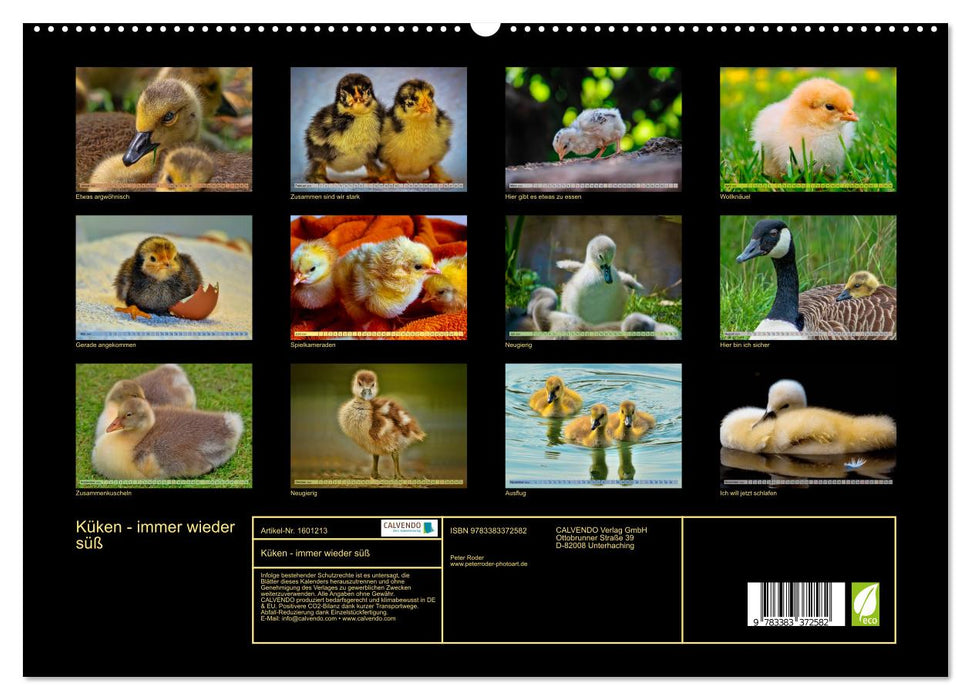 Poussins - toujours doux (Calendrier mural CALVENDO Premium 2024) 