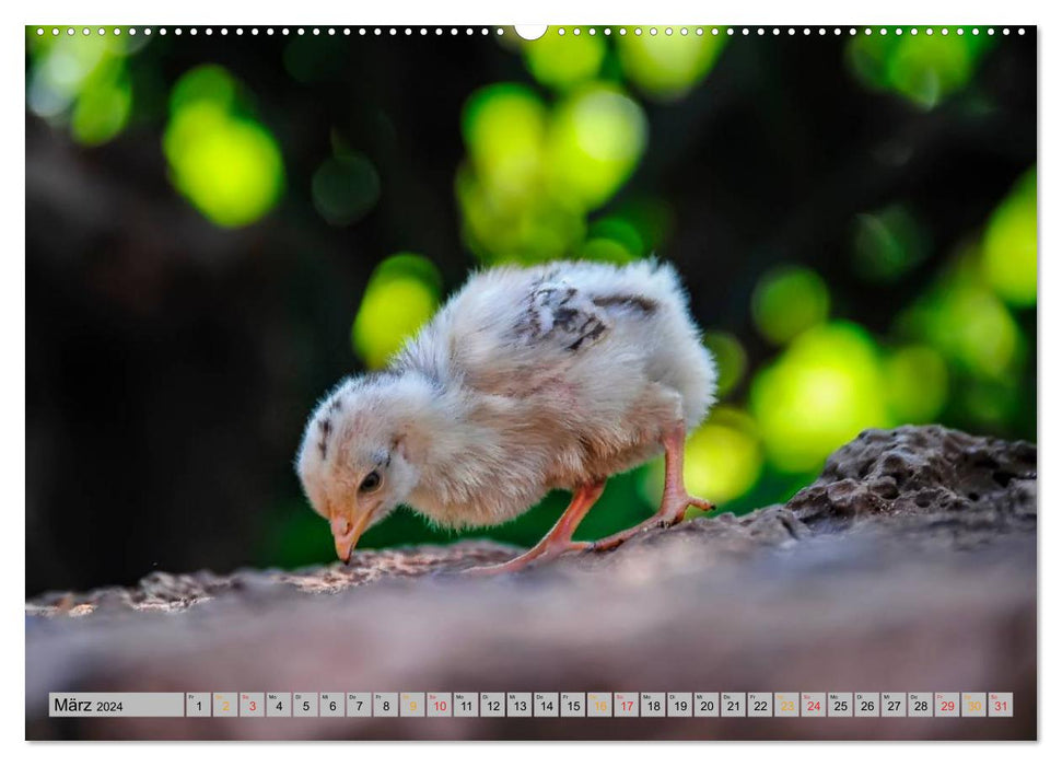 Poussins - toujours doux (Calendrier mural CALVENDO Premium 2024) 