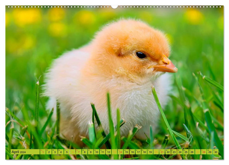 Chicks - always sweet (CALVENDO Premium Wall Calendar 2024) 