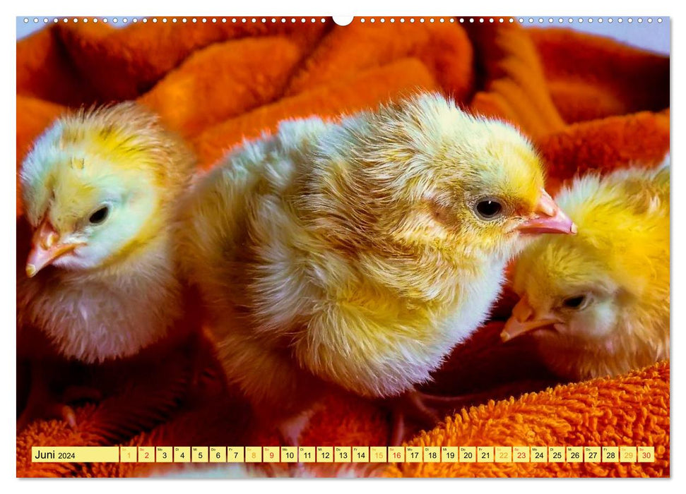 Chicks - always sweet (CALVENDO Premium Wall Calendar 2024) 