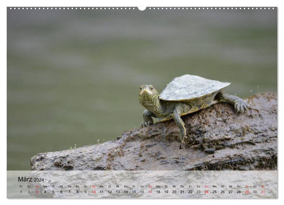 Small reptiles (CALVENDO Premium Wall Calendar 2024) 