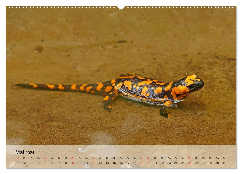 Kleine Reptilien (CALVENDO Premium Wandkalender 2024)