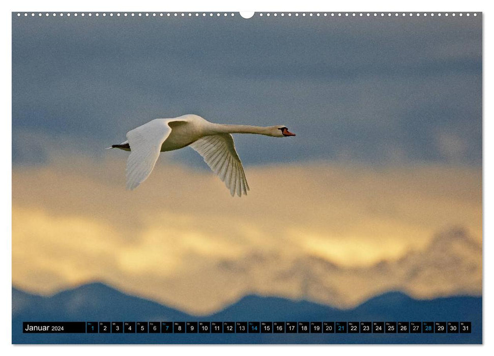 Wings flapping - birds in their natural habitat (CALVENDO wall calendar 2024) 