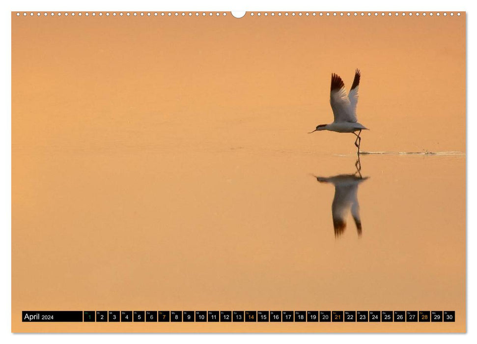 Flügelschlag - Vögel in ihrem natürlichen Lebensraum (CALVENDO Wandkalender 2024)