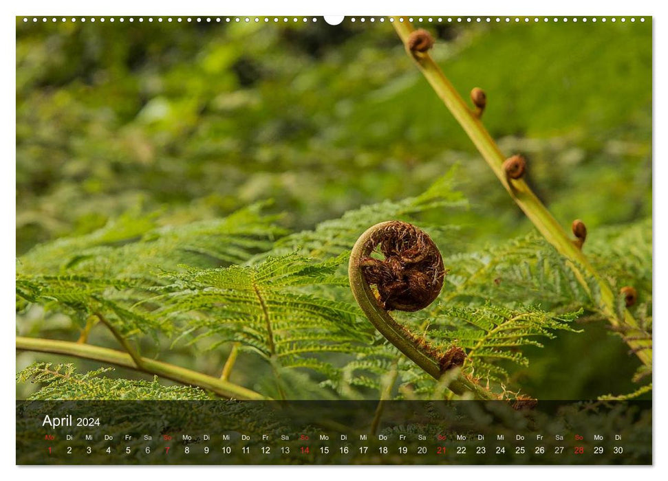 Madeira - Die Blumeninsel (CALVENDO Wandkalender 2024)