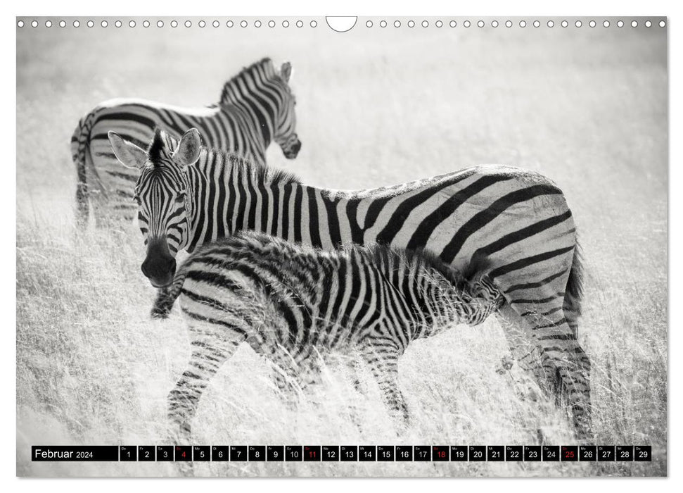 Zebras - More than just stripes (CALVENDO wall calendar 2024) 