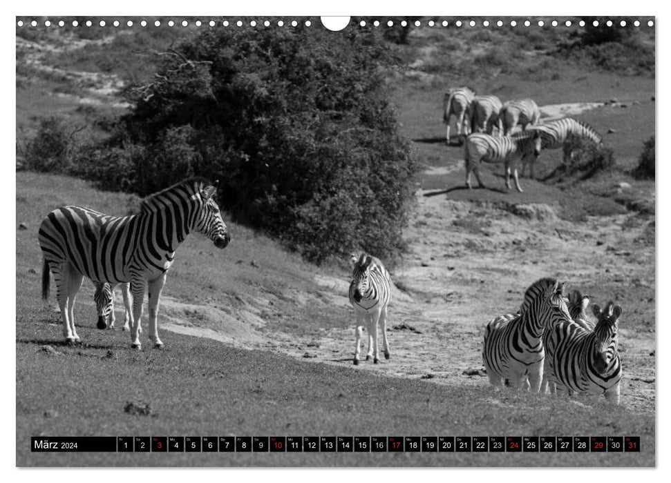 Zebras - Mehr als nur Streifen (CALVENDO Wandkalender 2024)