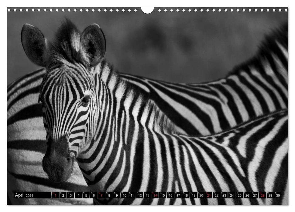 Zebras - More than just stripes (CALVENDO wall calendar 2024) 