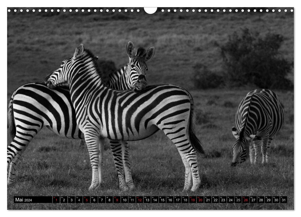 Zebras - Mehr als nur Streifen (CALVENDO Wandkalender 2024)