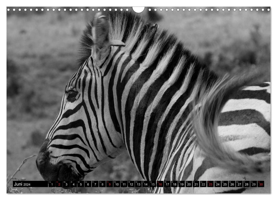 Zebras - More than just stripes (CALVENDO wall calendar 2024) 