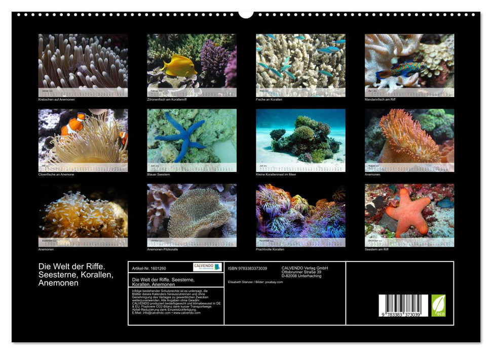 The world of reefs. Starfish, corals, anemones (CALVENDO Premium Wall Calendar 2024) 